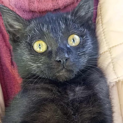 Kleiner Kater Taavi wartet auf seine Familie, EKH Jungtier - Kater