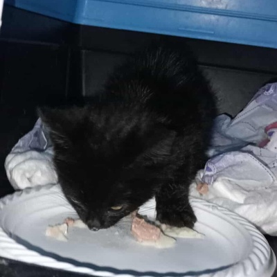 Kleiner Kater Taavi wartet auf seine Familie, EKH Jungtier - Kater