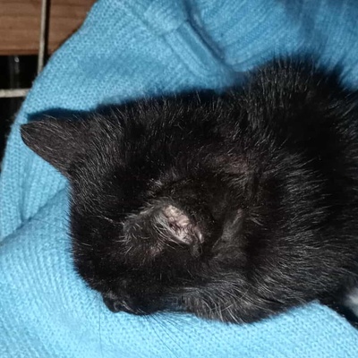 Kleiner Kater Taavi wartet auf seine Familie, EKH Jungtier - Kater