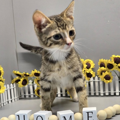 Kleiner Kater Tycho sucht seine Menschen, EKH Jungtier - Kater