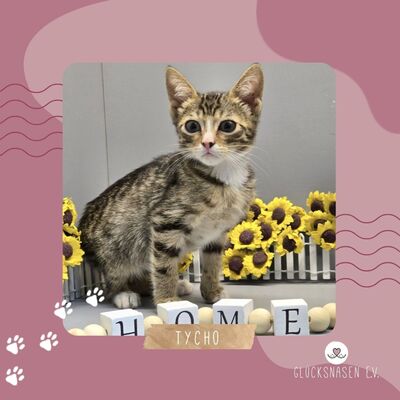 Kleiner Kater Tycho sucht seine Menschen, EKH Jungtier - Kater