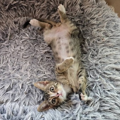 Kleiner Kater Tycho sucht seine Menschen, EKH Jungtier - Kater