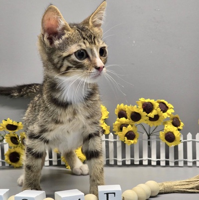 Kleiner Kater Tycho sucht seine Menschen, EKH Jungtier - Kater
