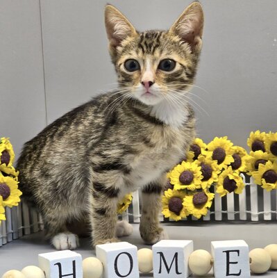 Kleiner Kater Tycho sucht seine Menschen, EKH Jungtier - Kater