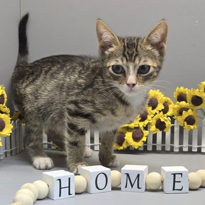 Kleiner Kater Tycho sucht seine Menschen, EKH Jungtier - Kater