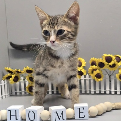 Kleiner Kater Tycho sucht seine Menschen, EKH Jungtier - Kater