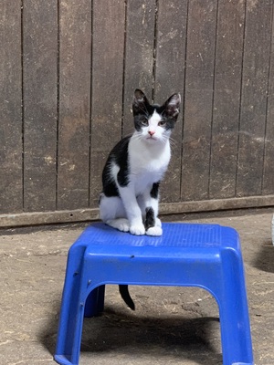 Kleiner Kater in gute Hände abzugeben, 1 Kater Jungtier - Kater
