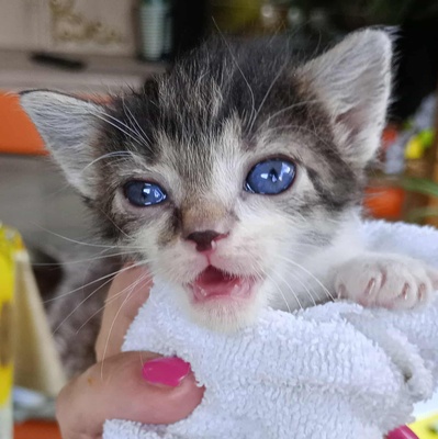 Kleines Kätzchen Mirella darf auf Reisen gehen, EKH Jungtier - Katze