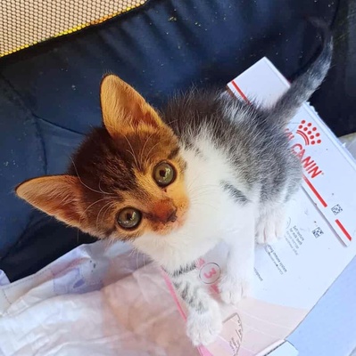 Kleines Kätzchen Mirella darf auf Reisen gehen, EKH Jungtier - Katze