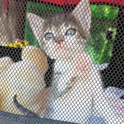 Kleines Kätzchen Mirella darf auf Reisen gehen, EKH Jungtier - Katze