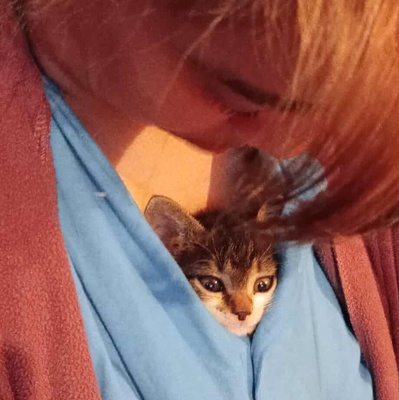 Kleines Kätzchen Mirella darf auf Reisen gehen, EKH Jungtier - Katze