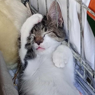 Kleines Kätzchen Mirella darf auf Reisen gehen, EKH Jungtier - Katze