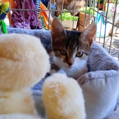 Kleines Kätzchen Mirella darf auf Reisen gehen, EKH Jungtier - Katze
