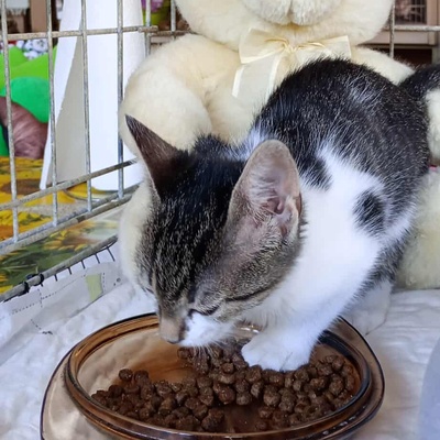Kleines Kätzchen Mirella darf auf Reisen gehen, EKH Jungtier - Katze