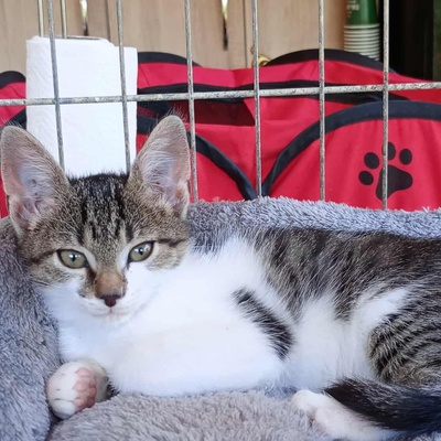 Kleines Kätzchen Mirella darf auf Reisen gehen, EKH Jungtier - Katze