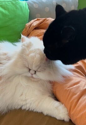 Knabbi und Peppi, 2 kater - Kater