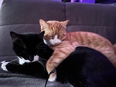 Koda und Kawhi, Hauska - Kater