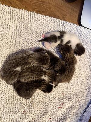 Krásne mačiatka, Domáca mačka Jungtier - Katze
