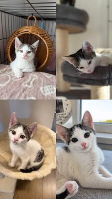 Krásne mačiatka, Domáca mačka Jungtier - Katze