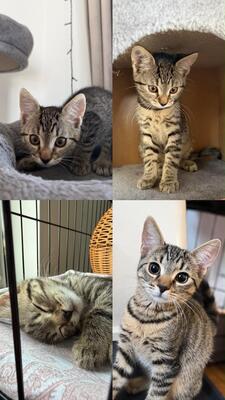 Krásne mačiatka, Domáca mačka Jungtier - Katze