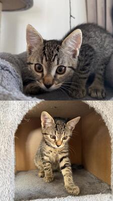 Krásne mačiatka, Domáca mačka Jungtier - Katze