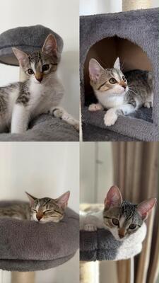 Krásne mačiatka, Domáca mačka Jungtier - Katze
