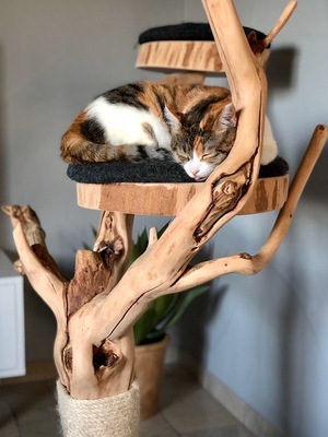 Kratzbaum aus Vollholz by CATNATURE