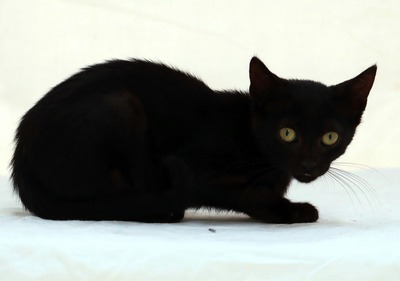 Kris - ein kleines Glückskind, Mix - Katze