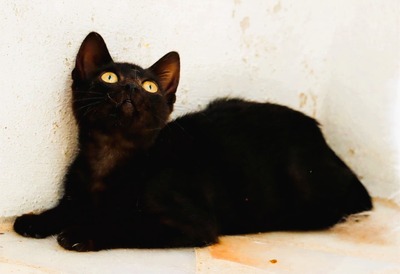 Kris - ein kleines Glückskind, Mix - Katze