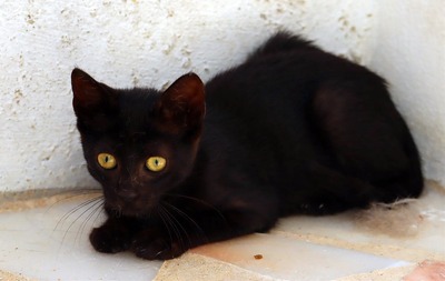 Kris - ein kleines Glückskind, Mix - Katze