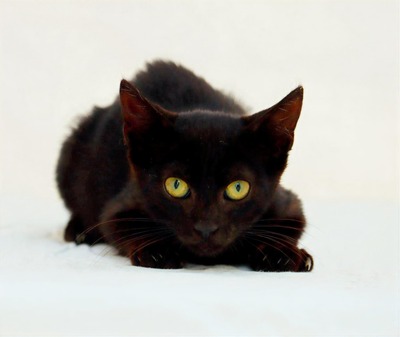 Kris - ein kleines Glückskind, Mix - Katze