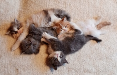 Kunibert, Karlos , Kriemhild ,Kunegunda, Perserkitten Jungtier - Katze