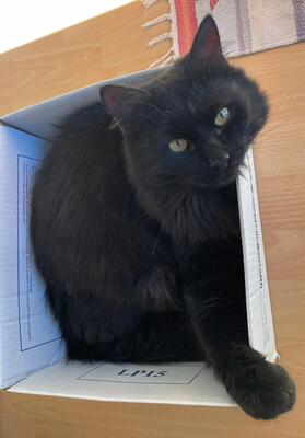 Kuro, Hauskatze - Kater