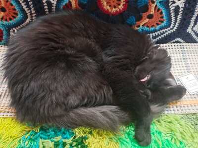 Kuro, Hauskatze - Kater