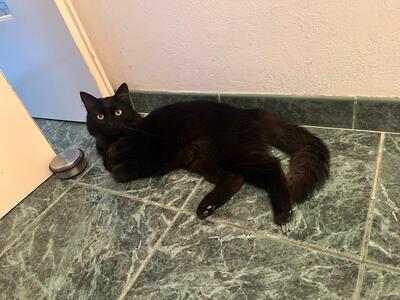 Kuro, Hauskatze - Kater