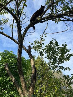 Kuro, Hauskatze - Kater