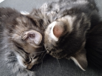 Kurzhaar Mischling Jungtier - Kater