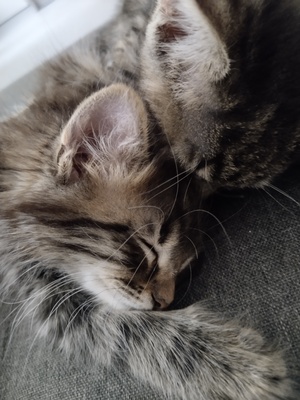 Kurzhaar Mischling Jungtier - Kater