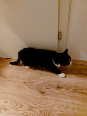 Kurzharrkatze - Kater