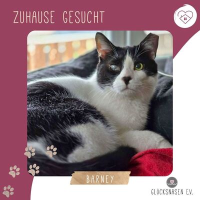 Kuschelkater Barney wartet auf Post von Dir