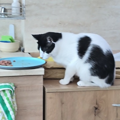 Kuschelkater Barney wartet auf Post von Dir, EKH - Kater