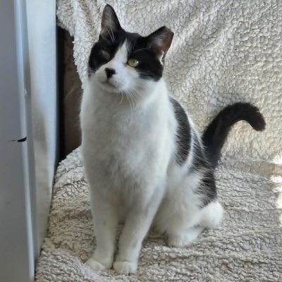 Kuschelkater Barney wartet auf Post von Dir, EKH - Kater