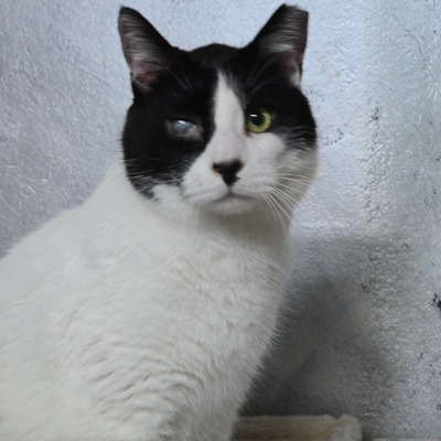 Kuschelkater Barney wartet auf Post von Dir, EKH - Kater