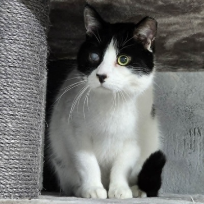 Kuschelkater Barney wartet auf Post von Dir, EKH - Kater