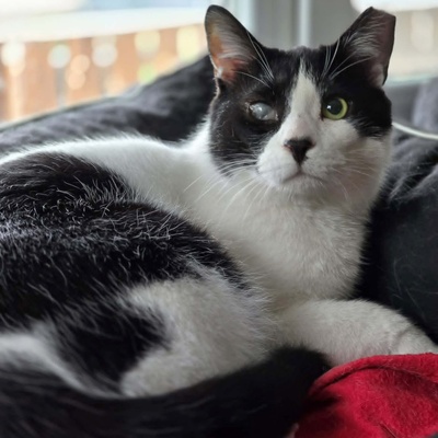 Kuschelkater Barney wartet auf Post von Dir, EKH - Kater