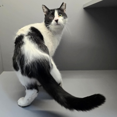 Kuschelkater Barney wartet auf Post von Dir, EKH - Kater