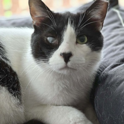 Kuschelkater Barney wartet auf Post von Dir, EKH - Kater