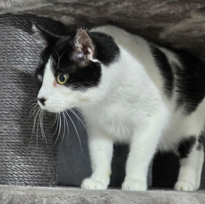 Kuschelkater Barney wartet auf Post von Dir, EKH - Kater