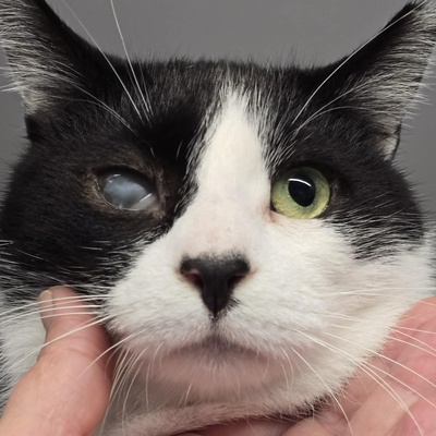 Kuschelkater Barney wartet auf Post von Dir, EKH - Kater