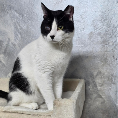 Kuschelkater Barney wartet auf Post von Dir, EKH - Kater